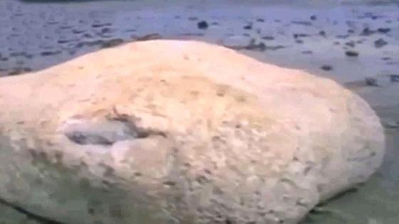 فيديو | ظهور مخلوق غريب وضخم على الشواطئ اليابانية