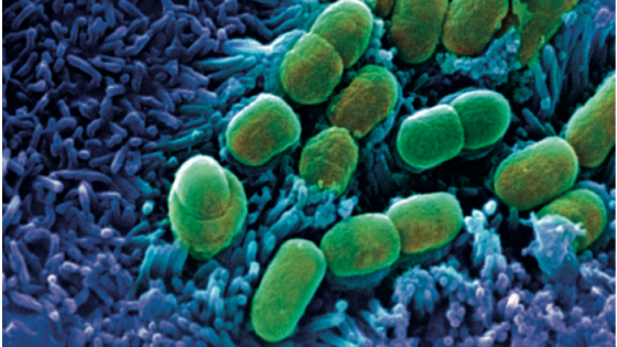 بكتيريا الأمعاء تساعد على امتصاص الحديد